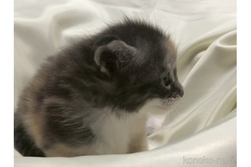 販売中の三重県のメインクーン-116607の3枚目