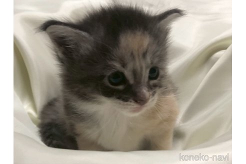 販売中の三重県のメインクーン-116607の14枚目