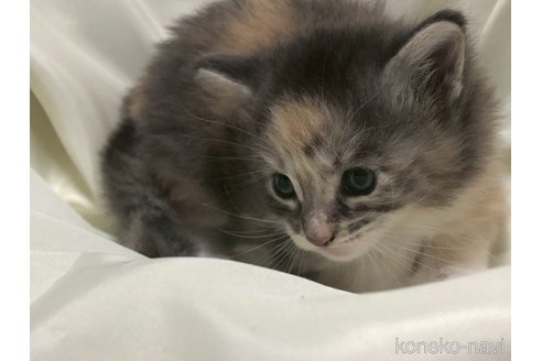 販売中の三重県のメインクーン-116607の5枚目