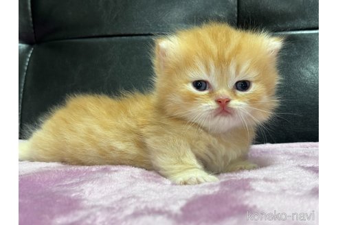 販売中の愛知県のミヌエット(短足)-116610の1枚目