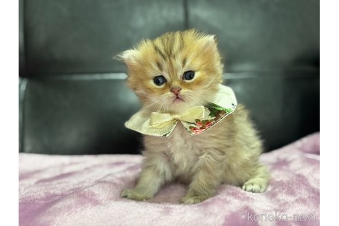 販売中の愛知県のミヌエット-116611の4枚目