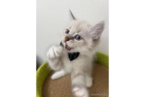 販売中の京都府のラガマフィン-116614の3枚目