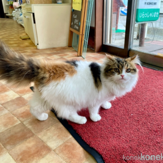 販売中の滋賀県のスコティッシュフォールド-100302