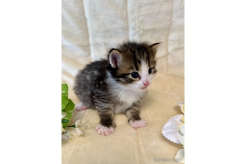 販売中の兵庫県のノルウェージャンフォレストキャット-116620の4枚目