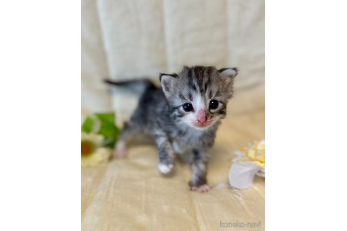 販売中の兵庫県のノルウェージャンフォレストキャット-116621