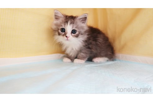 販売中の東京都のミヌエット-116624の5枚目