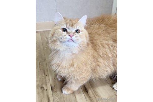 かえでちゃん1枚目