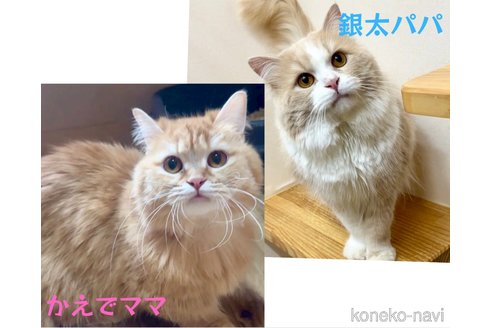 販売中の岐阜県のマンチカン(短足)-116626の3枚目