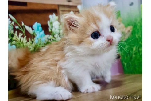 販売中の岐阜県のマンチカン(短足)-116626の5枚目