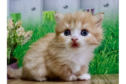 販売中の岐阜県のマンチカン(短足)-116627の4枚目