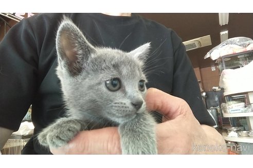 販売中の愛知県のロシアンブルー-116631の1枚目