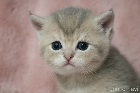 販売中の愛知県のブリティッシュショートヘア-116629の4枚目