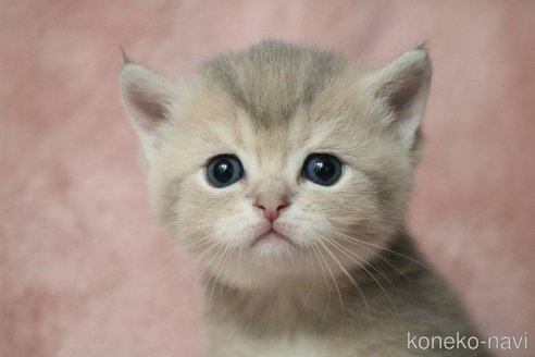 販売中の愛知県のブリティッシュショートヘア-116629の3枚目