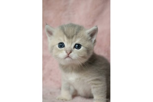 販売中の愛知県のブリティッシュショートヘア-116629の2枚目