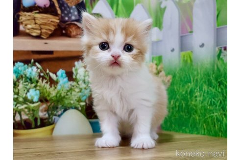 販売中の岐阜県のマンチカン-116634の2枚目