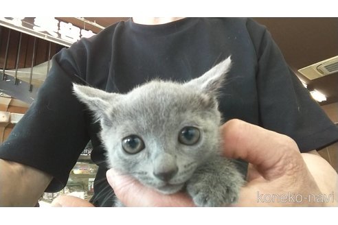 販売中の愛知県のロシアンブルー-116633の1枚目