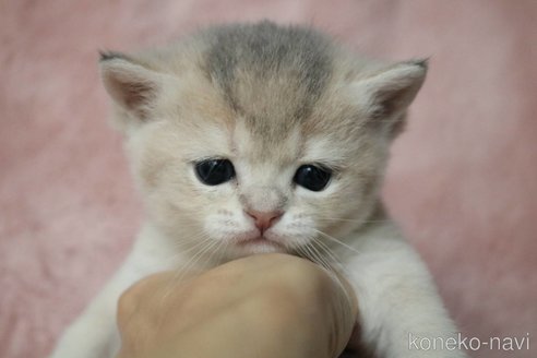 販売中の愛知県のブリティッシュショートヘア-116630の2枚目