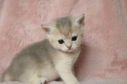 販売中の愛知県のブリティッシュショートヘア-116630の3枚目