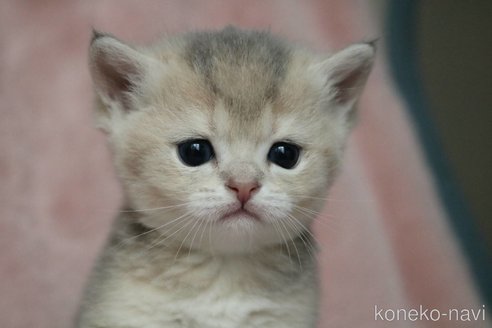 販売中の愛知県のブリティッシュショートヘア-116630の4枚目