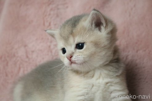 販売中の愛知県のブリティッシュショートヘア-116630の5枚目