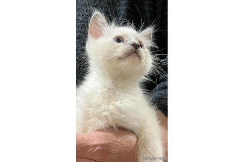 商談中の滋賀県のラグドール-116637の3枚目
