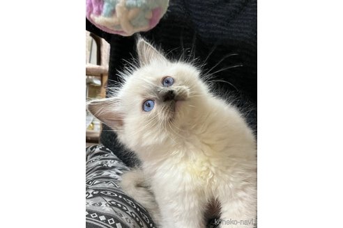 商談中の滋賀県のラグドール-116638の1枚目