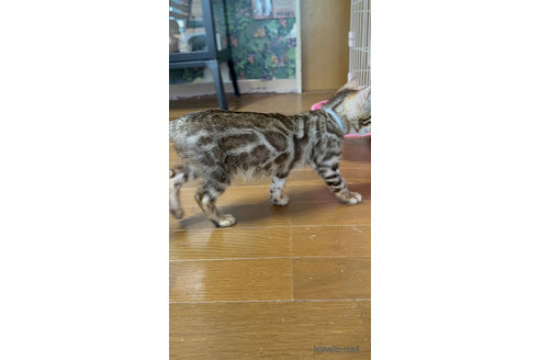 販売中の埼玉県のベンガル-116641の3枚目