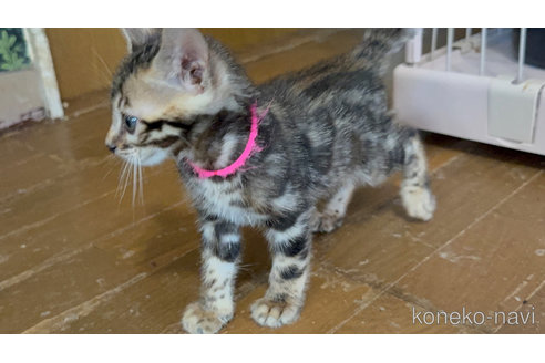 販売中の埼玉県のベンガル-116644の2枚目
