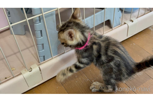 販売中の埼玉県のベンガル-116644の6枚目