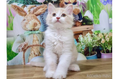 販売中の岐阜県のマンチカン-115932の5枚目