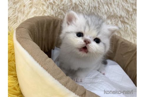 販売中の大阪府のエキゾチックショートヘア-116648の2枚目