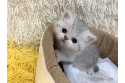 販売中の大阪府のエキゾチックショートヘア-116648の3枚目