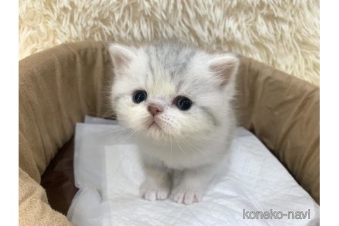 販売中の大阪府のエキゾチックショートヘア-116648の5枚目