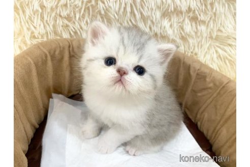 販売中の大阪府のエキゾチックショートヘア-116648の1枚目