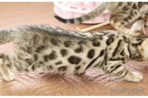 販売中の大阪府のベンガル-116652の3枚目
