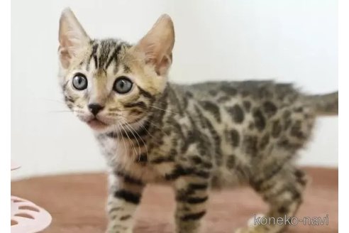 販売中の大阪府のベンガル-116655の2枚目