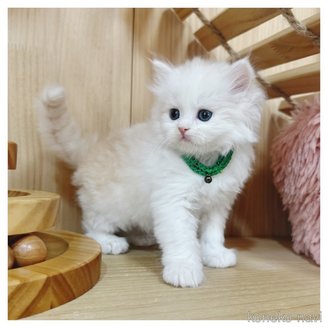 販売中の長野県のマンチカン-116661の2枚目