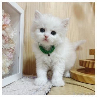 販売中の長野県のマンチカン-116661