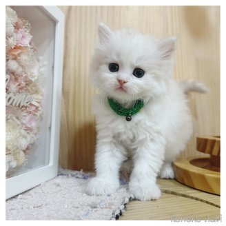 販売中の長野県のマンチカン-116661の4枚目