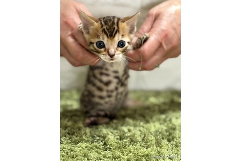 販売中の埼玉県のベンガル-115701の3枚目