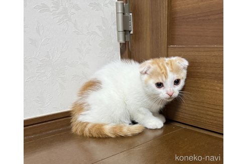 販売中の埼玉県のスコティッシュフォールド-112158の6枚目