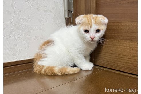 販売中の埼玉県のスコティッシュフォールド-112158の5枚目