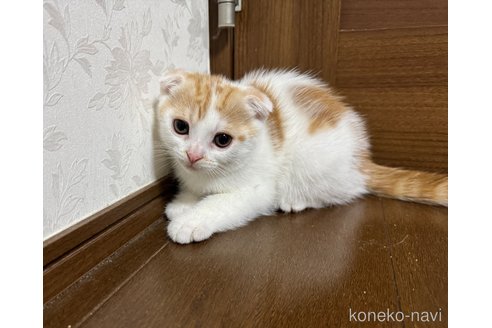 販売中の埼玉県のスコティッシュフォールド-112158の4枚目