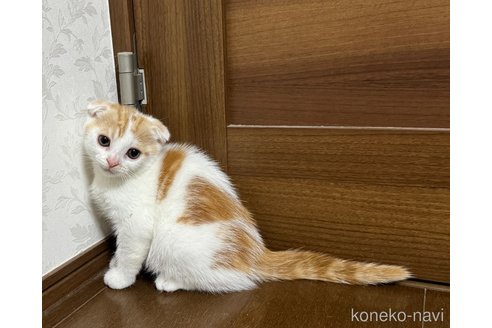 販売中の埼玉県のスコティッシュフォールド-112158の3枚目