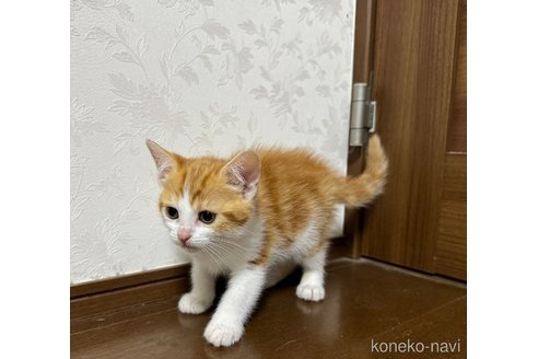 成約済の埼玉県のスコティッシュフォールド-112156の6枚目