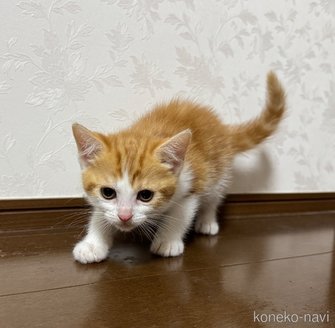 成約済の埼玉県のスコティッシュフォールド-112156の5枚目