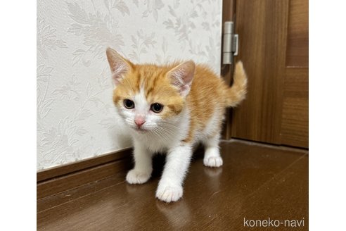 販売中の埼玉県のスコティッシュフォールド-112156