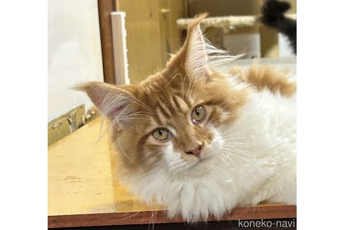 販売中の茨城県のメインクーン-111237
