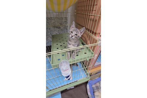 成約済の東京都のマンチカン-113487の4枚目