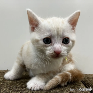 販売中の愛知県のアメリカンショートヘア-115755の1枚目